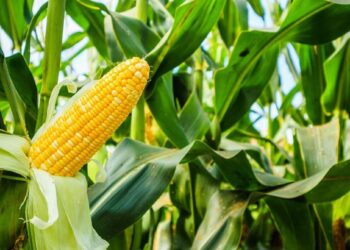 मका पिकावरील लष्करी अळीचा प्रादुर्भाव आटोक्यात आणण्यासाठी ‘या’ आहेत उपाययोजना