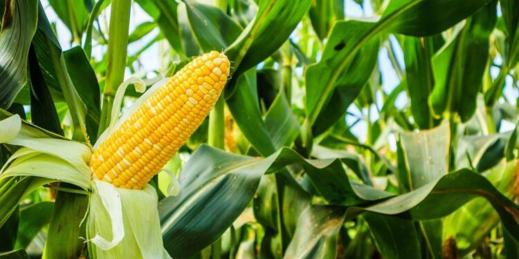 मका पिकावरील लष्करी अळीचा प्रादुर्भाव आटोक्यात आणण्यासाठी ‘या’ आहेत उपाययोजना