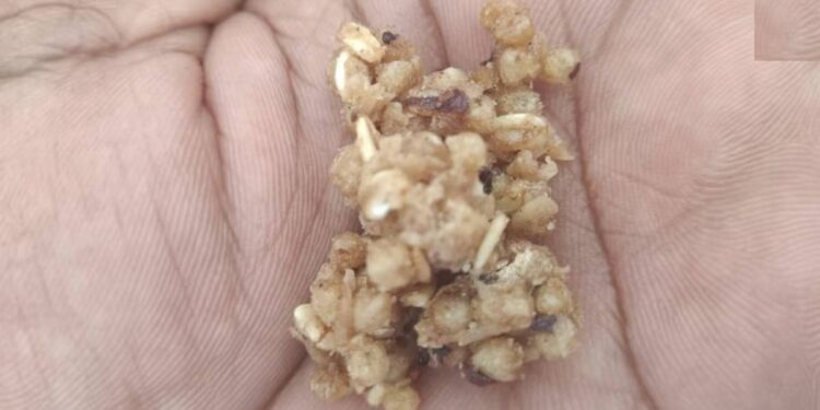 विद्यार्थ्यांच्या जीवाशी खेळ? चॉकलेटमध्ये आढळल्या जिवंत अळ्या, धुळ्यातील प्रकार