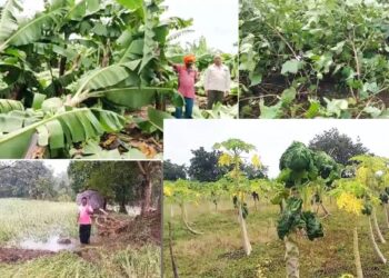 आस्मानी संकटामुळे बळीराजा पुन्हा संकटात; जळगावात केळीसह खरीप पिकांचे नुकसान
