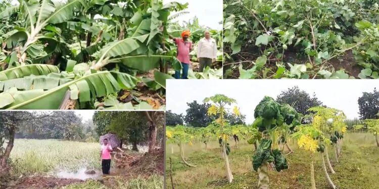 आस्मानी संकटामुळे बळीराजा पुन्हा संकटात; जळगावात केळीसह खरीप पिकांचे नुकसान