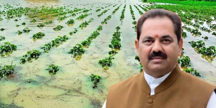 अतिवृष्टीमुळे शेतीपिकांचे नुकसान! सरकारकडून २३७ कोटींचा निधी वितरीत करण्यास मंजुरी