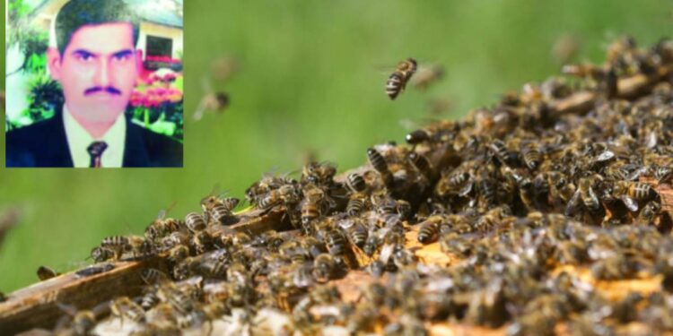 शेतकरी दाम्पत्यावर मधमाश्यांचा हल्ला; पतीचा मृत्यू, पत्नी जखमी