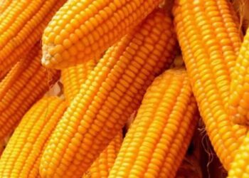 नंदुरबारमध्ये मक्याला मिळतोय चांगला भाव, शेतकऱ्यांमध्ये आनंदाचे वातावरण