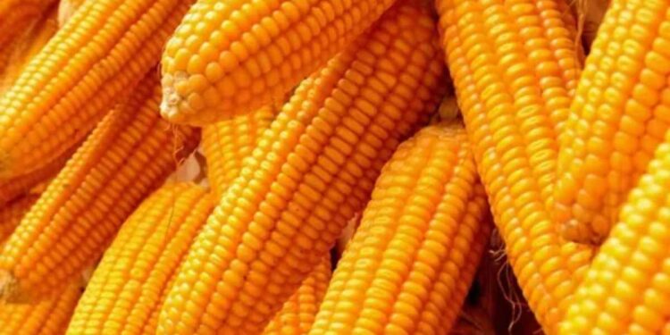 नंदुरबारमध्ये मक्याला मिळतोय चांगला भाव, शेतकऱ्यांमध्ये आनंदाचे वातावरण