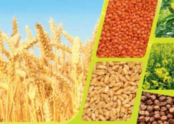 अन्नधान्य, कडधान्य व गळीतधान्य पिकांसाठी राज्यांतर्गत पिकस्पर्धा; ३१ डिसेंबर पर्यंत करता येणार अर्ज