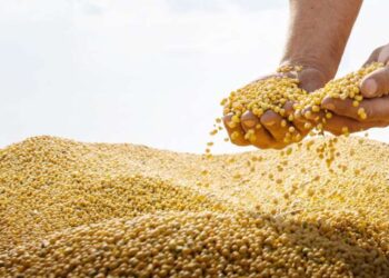 सोयाबीनच्या आर्द्रतेची मर्यादा वाढली; आता सोयाबीनला मिळणार ‘एवढा’ भाव?