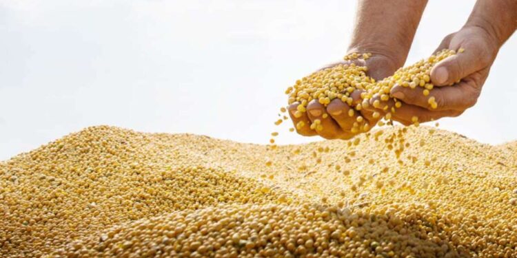 सोयाबीनच्या आर्द्रतेची मर्यादा वाढली; आता सोयाबीनला मिळणार ‘एवढा’ भाव?