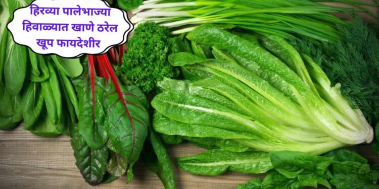 हिवाळ्यात हिरव्या पालेभाज्या खाणे ठरेल खूप फायदेशीर