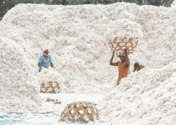 एकीकडे भाव मिळेना, आता घरात साठवून ठेवलेला कापूस काळवंडतोय; शेतकरी चिंतेत