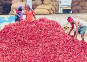 नंदुरबारमध्ये लाल मिरचीची आवक घटली; दर वाढण्याची शक्यता