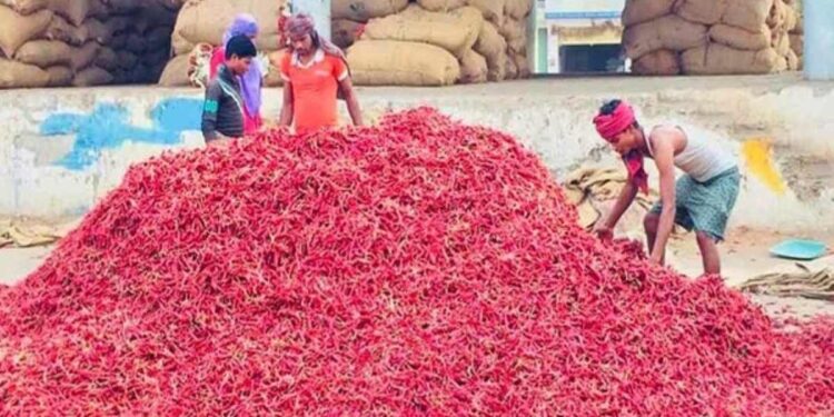 नंदुरबारमध्ये लाल मिरचीची आवक घटली; दर वाढण्याची शक्यता