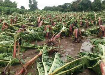बळीराजा संकटात! अवकाळी पावासाचा जळगावसह या तीन जिल्ह्यांना सर्वाधिक फटका