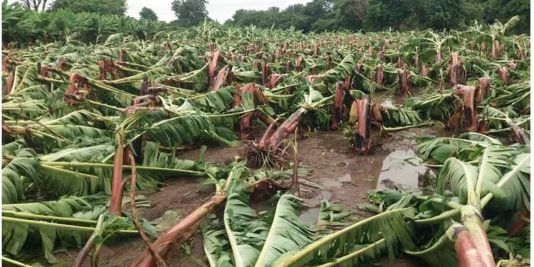 बळीराजा संकटात! अवकाळी पावासाचा जळगावसह या तीन जिल्ह्यांना सर्वाधिक फटका