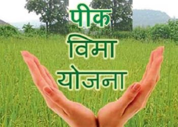 रब्बी हंगामातील पिक विमा उतवण्यासाठी मुदतवाढ; ही आहेत शेवटची तारीख