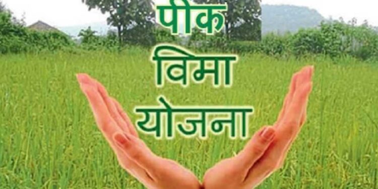 रब्बी हंगामातील पिक विमा उतवण्यासाठी मुदतवाढ; ही आहेत शेवटची तारीख