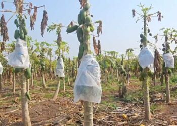 वाढत्या तापमानामुळे पपई उत्पादक शेतकरी संकटात