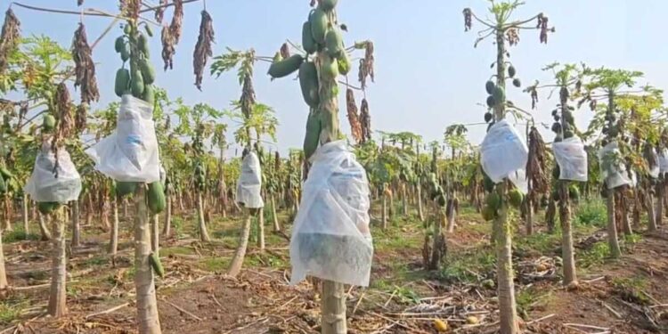 वाढत्या तापमानामुळे पपई उत्पादक शेतकरी संकटात