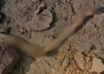 शेतात मानवी शरिराचे अवशेष आढळून आल्याने खळबळ