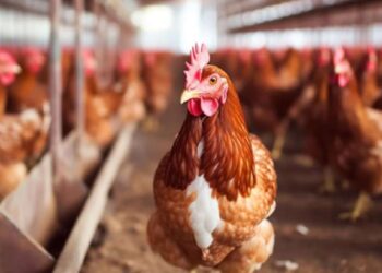 चिकन खाणाऱ्यांनो सावधान! राज्यात बर्ड फ्लूचे थैमान, हजारो कोंबड्या मृत्यूमुखी