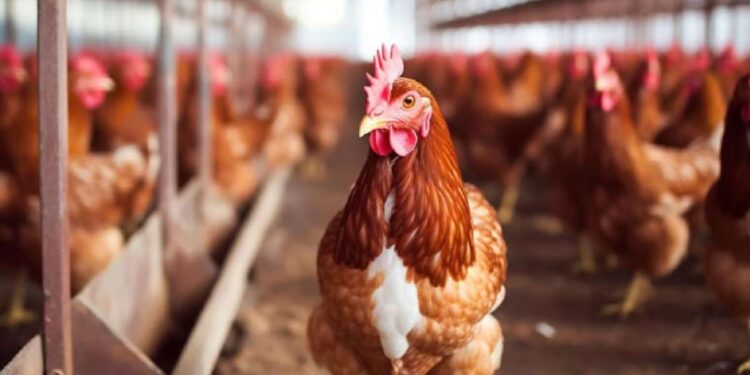 चिकन खाणाऱ्यांनो सावधान! राज्यात बर्ड फ्लूचे थैमान, हजारो कोंबड्या मृत्यूमुखी