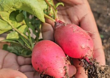 नंदुरबारच्या कृषी विज्ञान केंद्रात लाल मुळ्याचा यशस्वी प्रयोग ; इतका मिळतोय दर