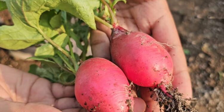 नंदुरबारच्या कृषी विज्ञान केंद्रात लाल मुळ्याचा यशस्वी प्रयोग ; इतका मिळतोय दर