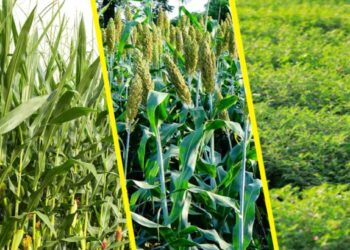 यंदा रब्बी हंगामात जळगाव जिल्ह्यात या पिकांनी शंभरी गाठली