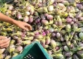 .. अन् हतबल झालेल्या शेतकऱ्याने तोडणी करत वांगे फेकले