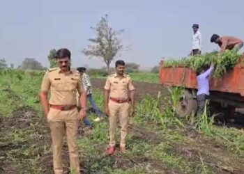 धुळ्यात कोट्यावधी रुपयांचा गांजा जप्त ; शेतकऱ्याविरुद्ध गुन्हा दाखल