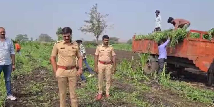 धुळ्यात कोट्यावधी रुपयांचा गांजा जप्त ; शेतकऱ्याविरुद्ध गुन्हा दाखल