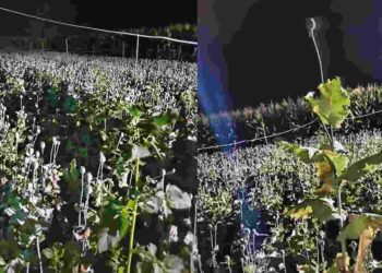 व्वा रे पठ्ठ्या; शेतकऱ्याने पोलीस स्टेशनच्या हद्दीतच केली अफूची शेती, कोट्यवधी रुपयांची अफूची झाडं जप्त