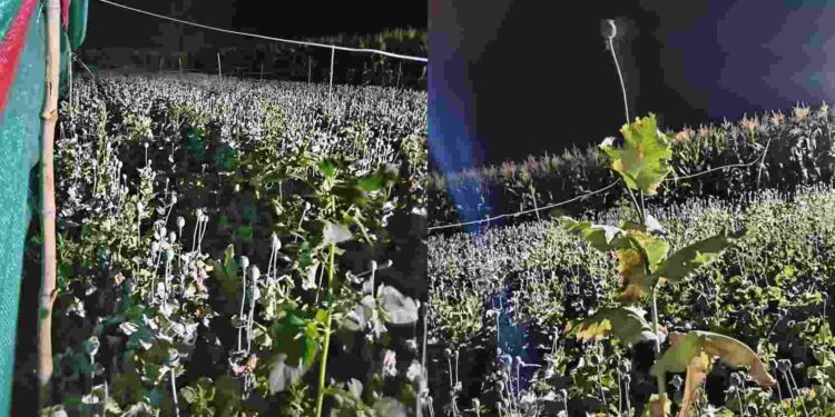 व्वा रे पठ्ठ्या; शेतकऱ्याने पोलीस स्टेशनच्या हद्दीतच केली अफूची शेती, कोट्यवधी रुपयांची अफूची झाडं जप्त