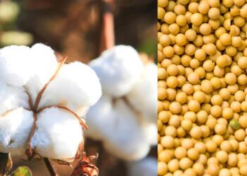 कापूस व सोयाबीन उत्पादक शेतकऱ्यांना अर्थसहाय्य; नाहरकत प्रमाणपत्र सादर करायची २८ फेब्रुवारी अंतिम मुदत