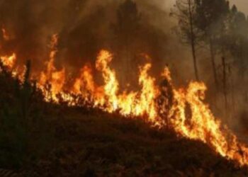 सातपुडा पर्वतरांगेतील जंगलांना भीषण, १५ ते २० किमीपर्यंत जंगल जळून खाक