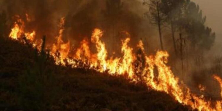 सातपुडा पर्वतरांगेतील जंगलांना भीषण, १५ ते २० किमीपर्यंत जंगल जळून खाक