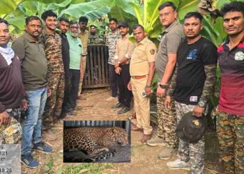 चिमुरडीचा जीव घेणार नरभक्षक बिबट्या अखेर झाला जेरबंद…!!