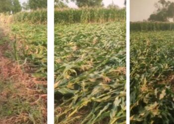 जळगावमध्ये अवकाळी पावसामुळे 2116 क्षेत्रावरील पिकांचे नुकसान