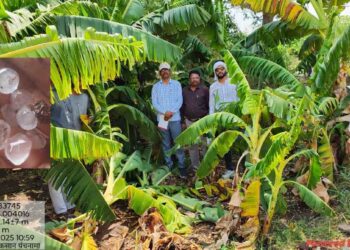 जळगाव जिल्ह्यात झालेल्या गारपीट आणि वादळामुळे केळी व मका पिकांचे मोठे नुकसान