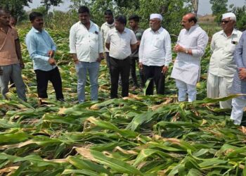 धुळ्यात बेमोसमी पावसामुळे शेतकर्‍यांचे मोठे आर्थिक नुकसान