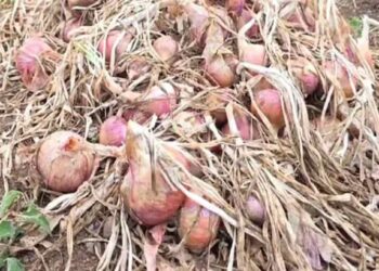 धुळ्यात अवकाळीमुळे कांद्याचे मोठं नुकसान ; शेतकरी संकटात