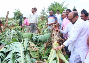 वादळी पावसामुळे जळगाव जिल्ह्यातील 7 हजार 235 हेक्टरवरील पिकांचे नुकसान