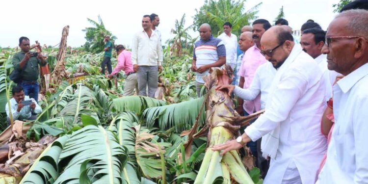 वादळी पावसामुळे जळगाव जिल्ह्यातील 7 हजार 235 हेक्टरवरील पिकांचे नुकसान