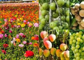 महात्मा गांधी राष्ट्रीय ग्रामीण रोजगार हमी योजनेतून शेतकऱ्यांना फळबाग व फुलशेती लागवडीसाठी आवाहन