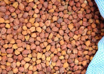 जळगाव जिल्ह्यात हमीभावाने हरभरा खरेदीसाठी नोंदणी सुरू