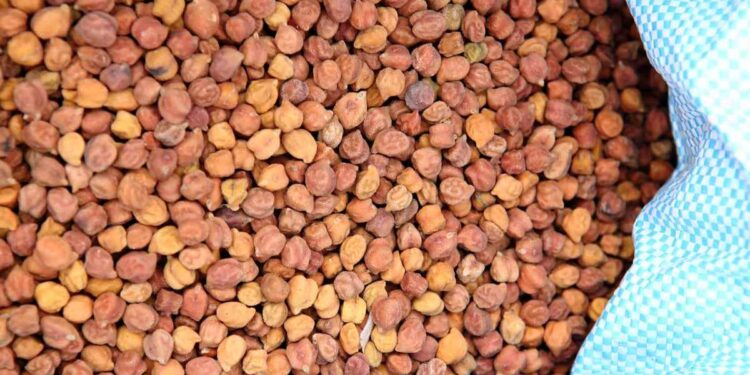 जळगाव जिल्ह्यात हमीभावाने हरभरा खरेदीसाठी नोंदणी सुरू