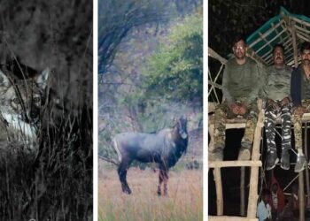 बुद्ध पौर्णिमेनिमित्त यावल वनविभागात ‘निसर्ग अनुभव’ आणि वन्यप्राणी प्रगणना उत्साहात