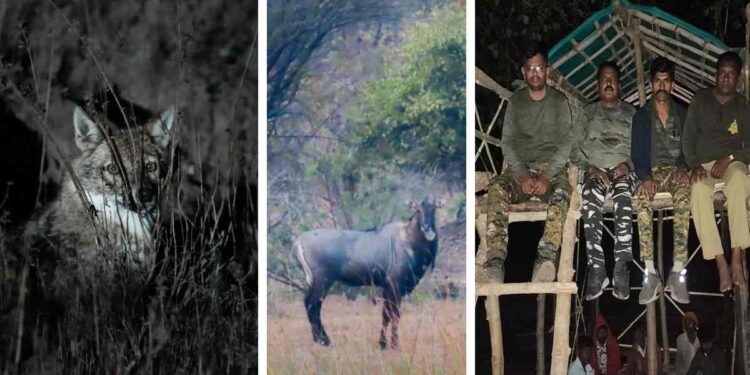 बुद्ध पौर्णिमेनिमित्त यावल वनविभागात ‘निसर्ग अनुभव’ आणि वन्यप्राणी प्रगणना उत्साहात