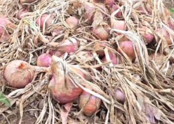 नंदुरबारमध्ये अवकाळी पावसाचे थैमान ; फळबागा उध्वस्त झाल्याने शेतकरी हतबल