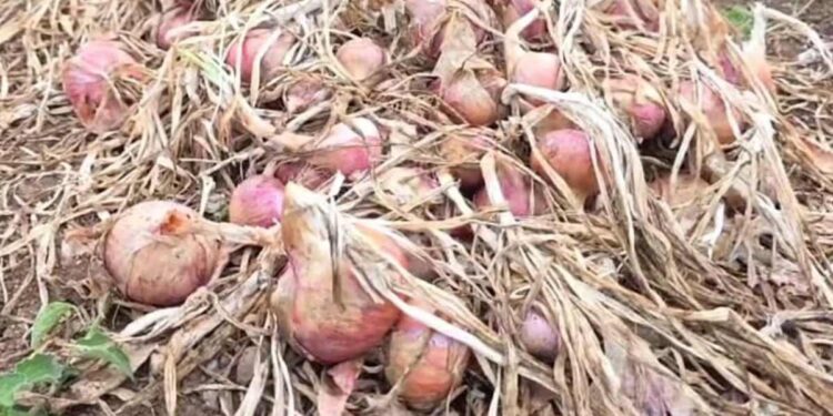 नंदुरबारमध्ये अवकाळी पावसाचे थैमान ; फळबागा उध्वस्त झाल्याने शेतकरी हतबल